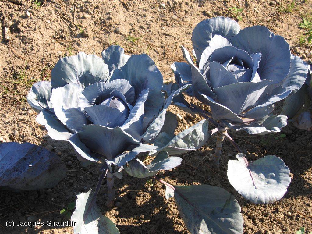 2005-09-25 12-09-04 Septembre 78,1mm 1_200_eme F5,0.JPG